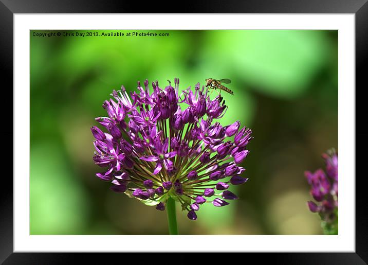 Allium Framed Mounted Print by Chris Day