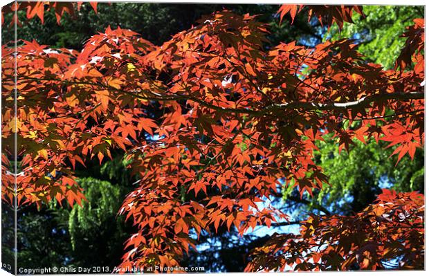 Japanese Maple canopy Canvas Print by Chris Day