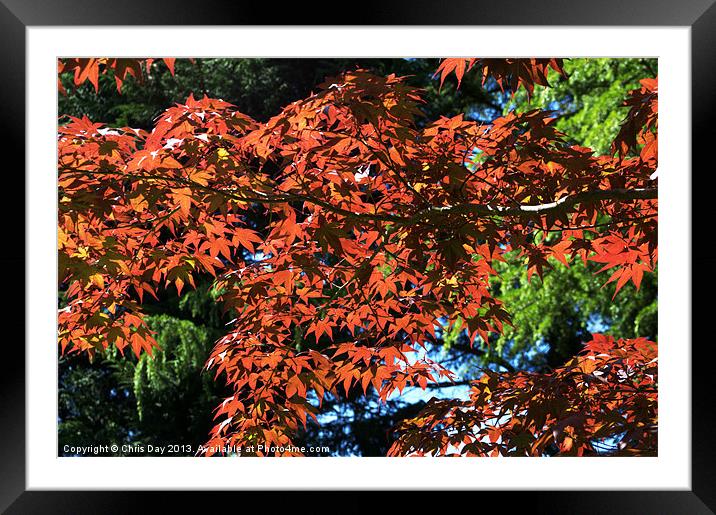Japanese Maple canopy Framed Mounted Print by Chris Day