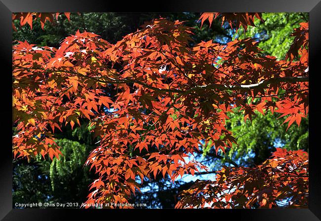 Japanese Maple canopy Framed Print by Chris Day