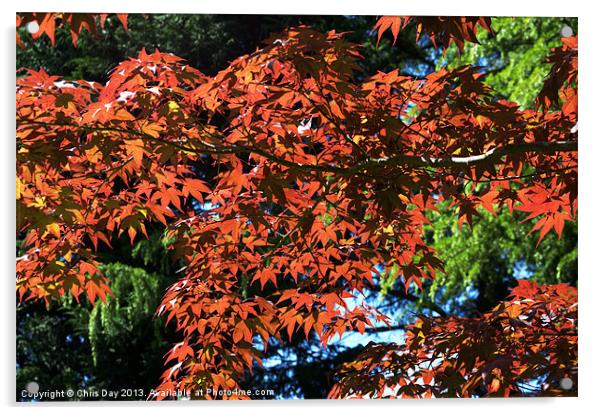 Japanese Maple canopy Acrylic by Chris Day