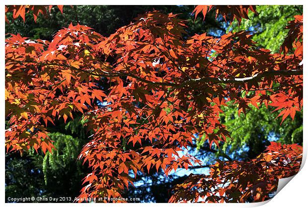 Japanese Maple canopy Print by Chris Day