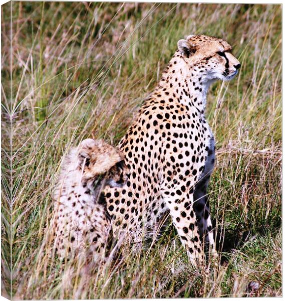 Cheetahs Canvas Print by Adam Levy