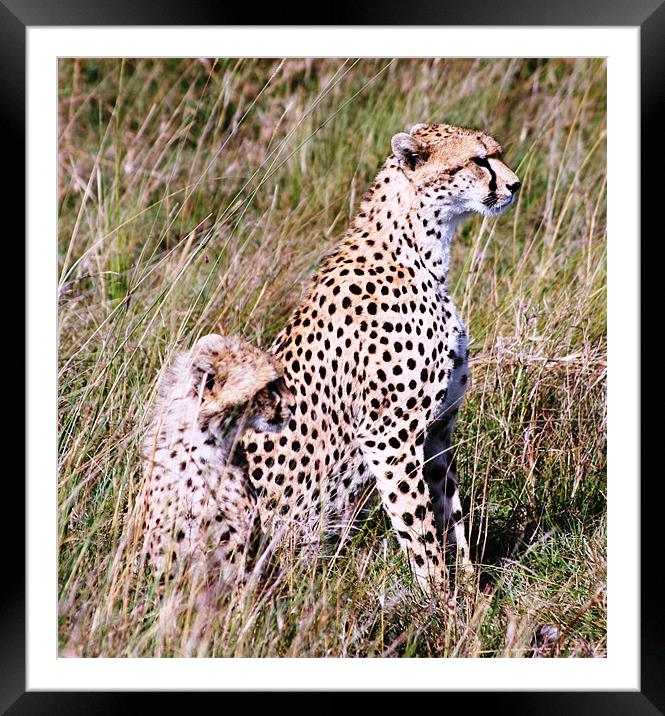 Cheetahs Framed Mounted Print by Adam Levy