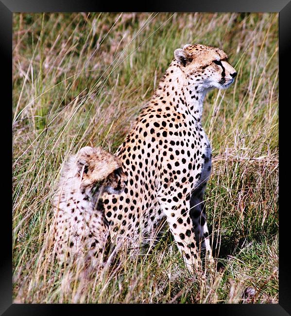 Cheetahs Framed Print by Adam Levy