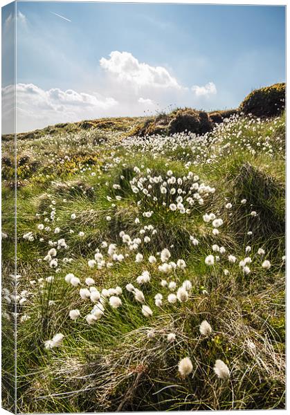 Moorland Cotton-grass Canvas Print by Phil Tinkler