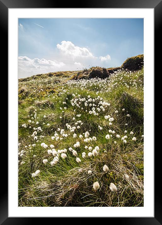 Moorland Cotton-grass Framed Mounted Print by Phil Tinkler