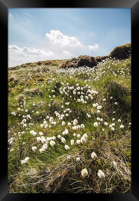Moorland Cotton-grass Framed Print by Phil Tinkler
