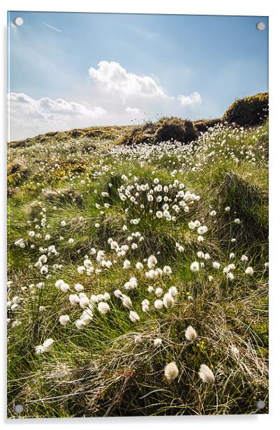 Moorland Cotton-grass Acrylic by Phil Tinkler