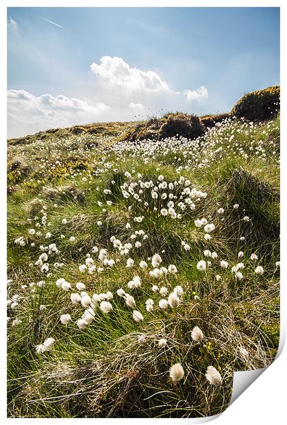 Moorland Cotton-grass Print by Phil Tinkler