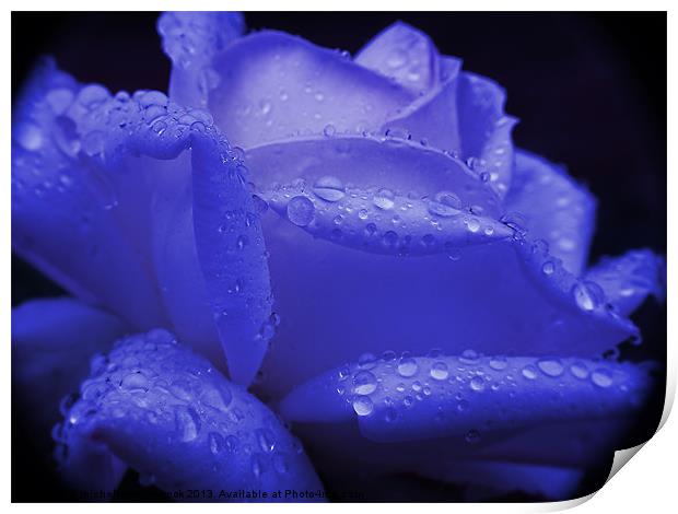 Rose and Rain Print by michelle whitebrook