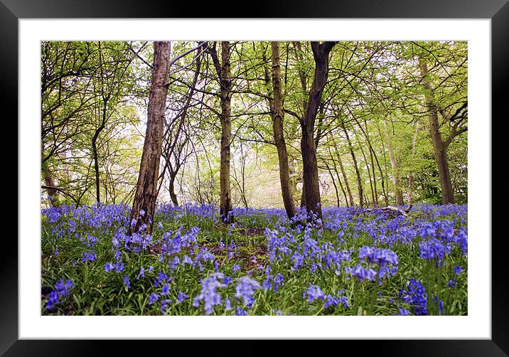 Walking through the Bluebells Framed Mounted Print by Dawn Cox