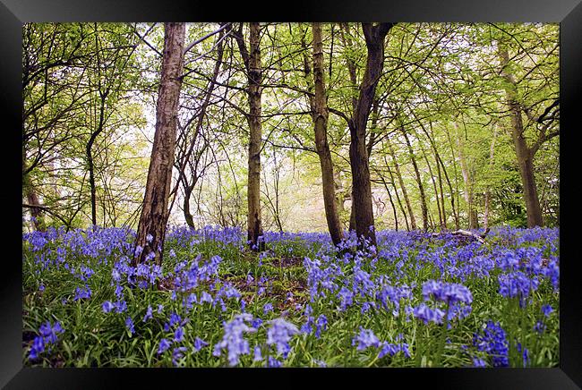 Walking through the Bluebells Framed Print by Dawn Cox