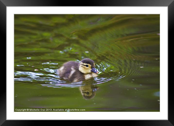 Not so ugly duckling Framed Mounted Print by Michelle Orai