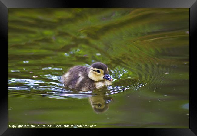 Not so ugly duckling Framed Print by Michelle Orai