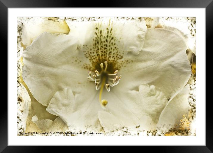 Sepia Rhododendron Framed Mounted Print by Michelle Orai