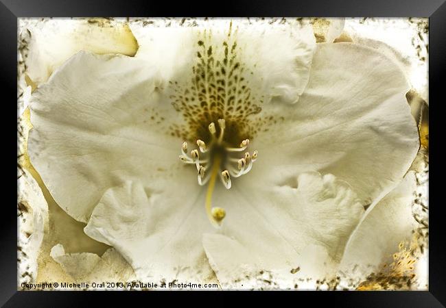 Sepia Rhododendron Framed Print by Michelle Orai