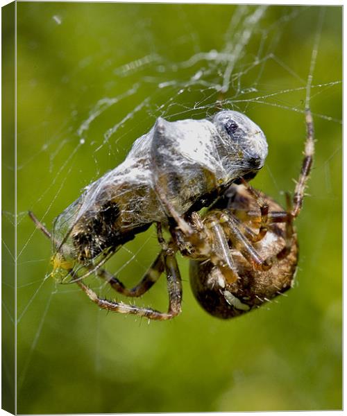 The Spider's Prey Canvas Print by Mike Gorton