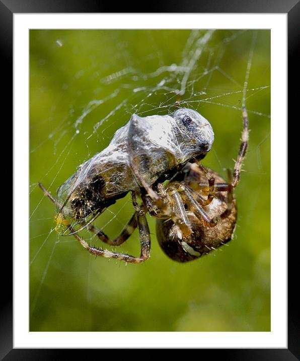 The Spider's Prey Framed Mounted Print by Mike Gorton