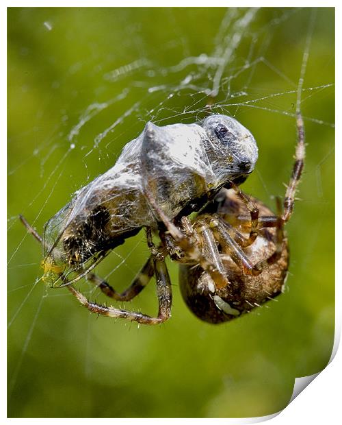 The Spider's Prey Print by Mike Gorton