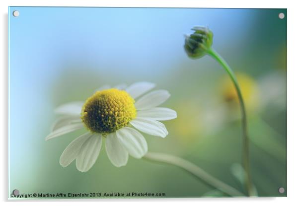 Little daisy Acrylic by Martine Affre Eisenlohr