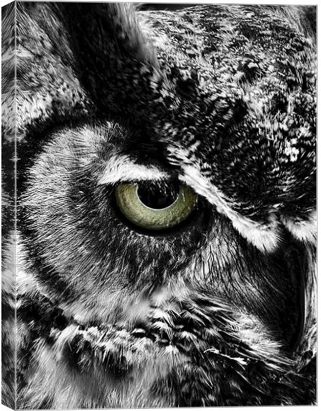 Watching You Canvas Print by Rock Weasel Designs