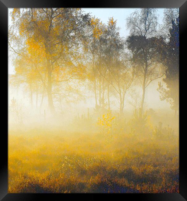 Morning Mist Wisley Common Framed Print by Clive Eariss
