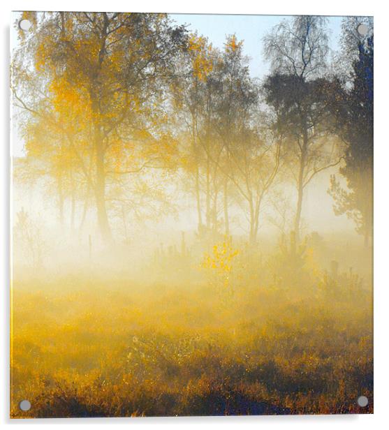 Morning Mist Wisley Common Acrylic by Clive Eariss