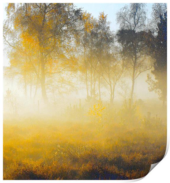 Morning Mist Wisley Common Print by Clive Eariss