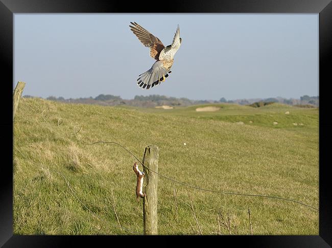 Hunter becomes the hunted ! Framed Print by Alan Sutton