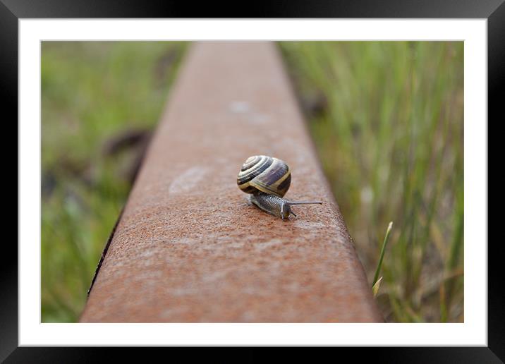 Snail Rail Framed Mounted Print by James Woodward