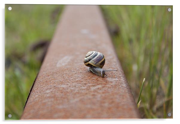 Snail Rail Acrylic by James Woodward