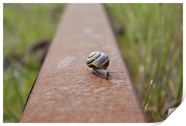 Snail Rail Print by James Woodward