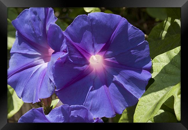 Purple morning glory Framed Print by James Woodward