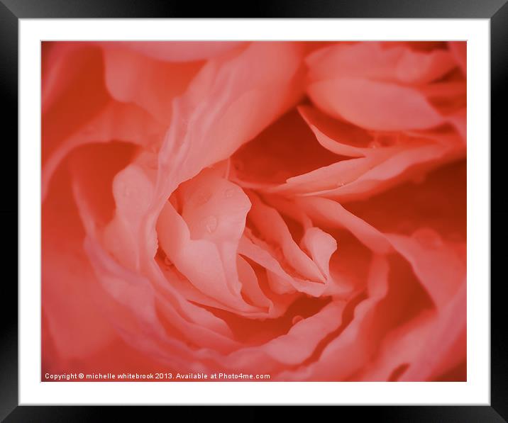 Pale Rose Framed Mounted Print by michelle whitebrook