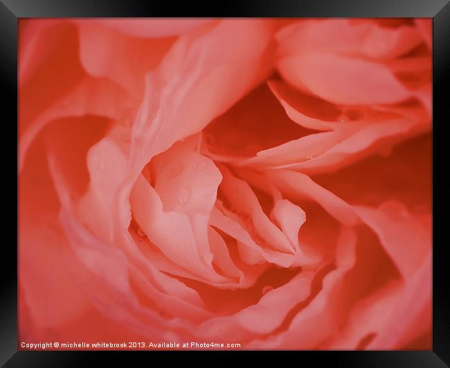 Pale Rose Framed Print by michelle whitebrook