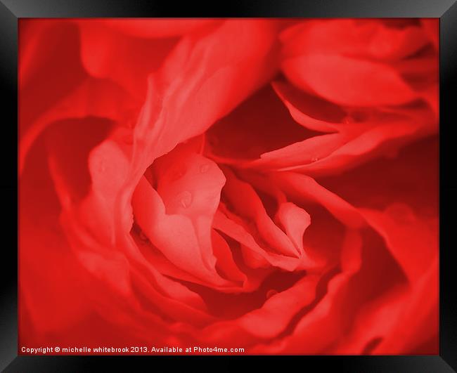 Dreamy Rose 4 Framed Print by michelle whitebrook