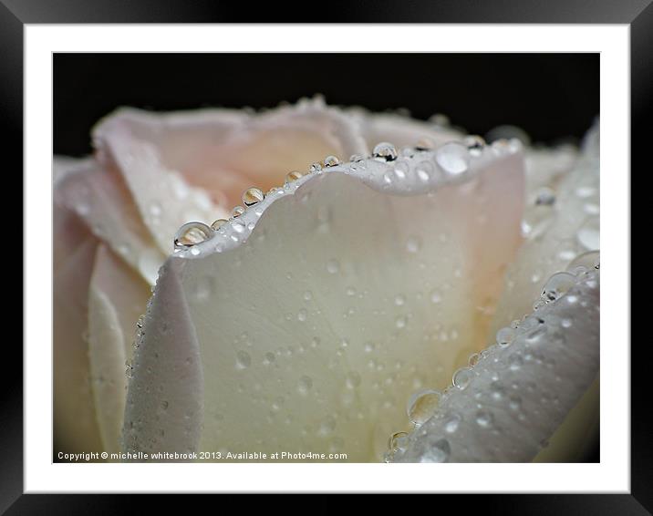 Watered Rose Framed Mounted Print by michelle whitebrook