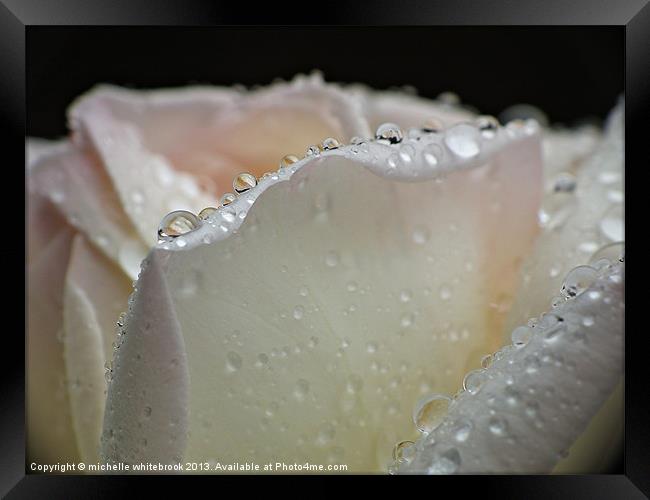 Watered Rose Framed Print by michelle whitebrook