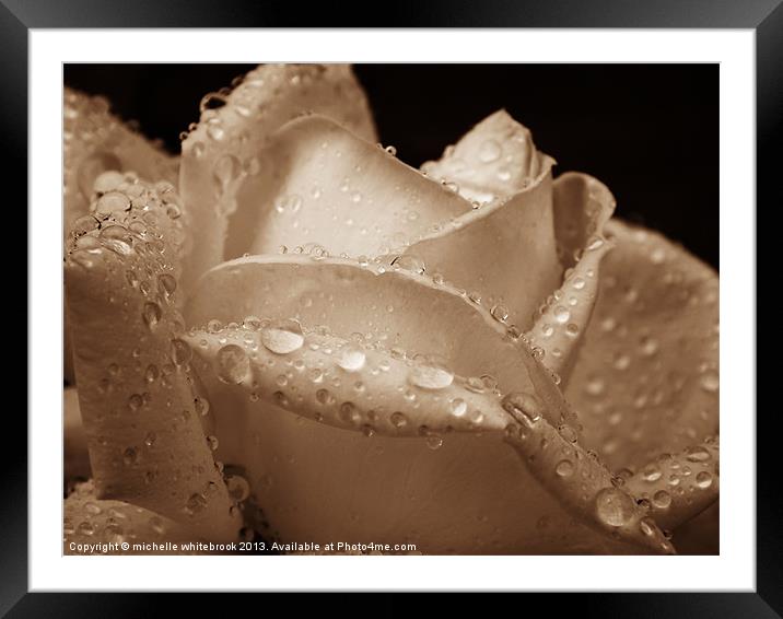 Sepia Rose Framed Mounted Print by michelle whitebrook