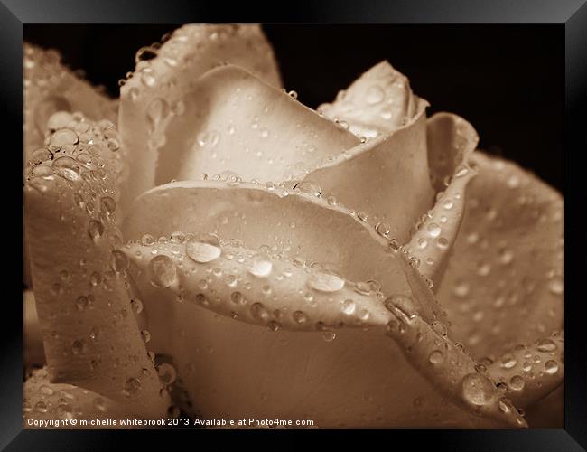 Sepia Rose Framed Print by michelle whitebrook