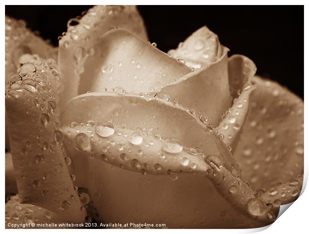 Sepia Rose Print by michelle whitebrook