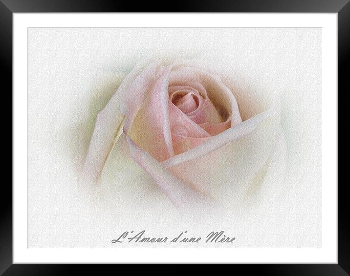 French Rose Framed Mounted Print by michelle whitebrook