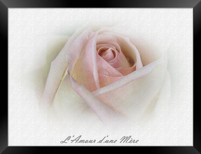 French Rose Framed Print by michelle whitebrook