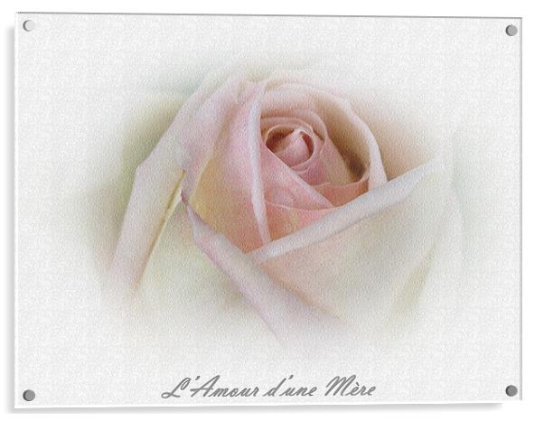 French Rose Acrylic by michelle whitebrook