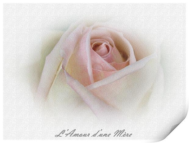 French Rose Print by michelle whitebrook