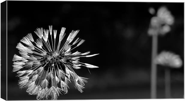 Dandelion after the Rain, Black and White Canvas Print by Helen Holmes