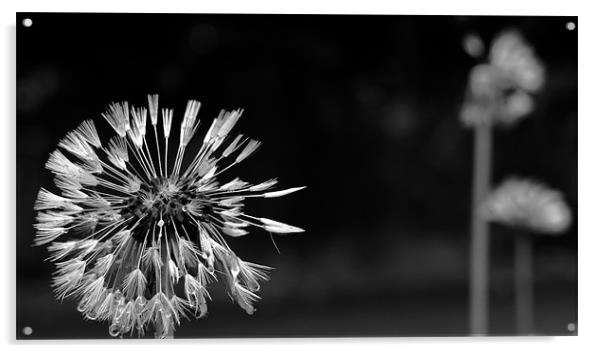 Dandelion after the Rain, Black and White Acrylic by Helen Holmes
