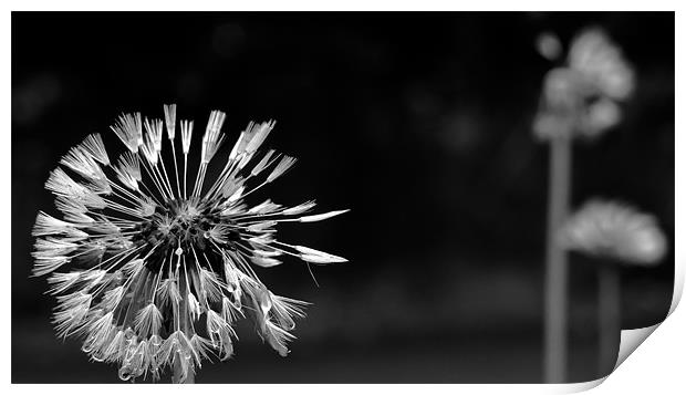 Dandelion after the Rain, Black and White Print by Helen Holmes