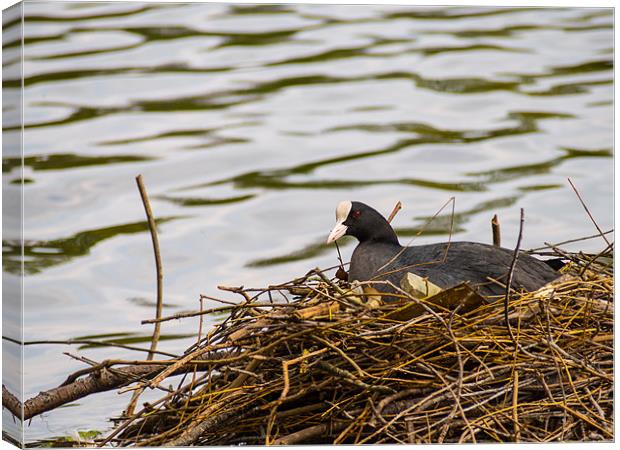Coot on its Nest Canvas Print by Mark Llewellyn